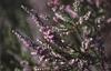 Bach Lyng (Heather)